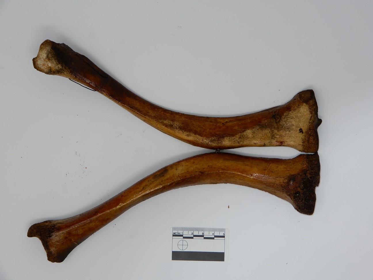 singolo reperto antropologico, reperto osseo (morfologia alterata per patologia) (XIX-XX)