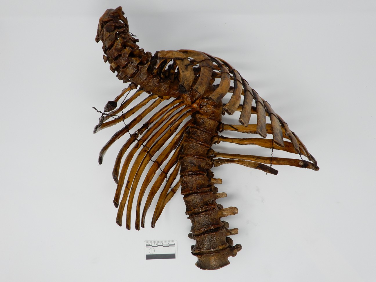 singolo reperto antropologico, reperto osseo (morfologia alterata per patologia) (XIX-XX)