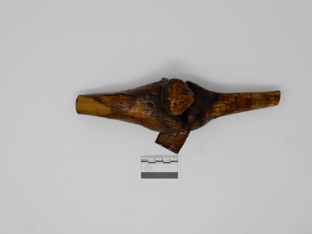 singolo reperto antropologico, reperto osseo (morfologia alterata per patologia) (XIX-XX)