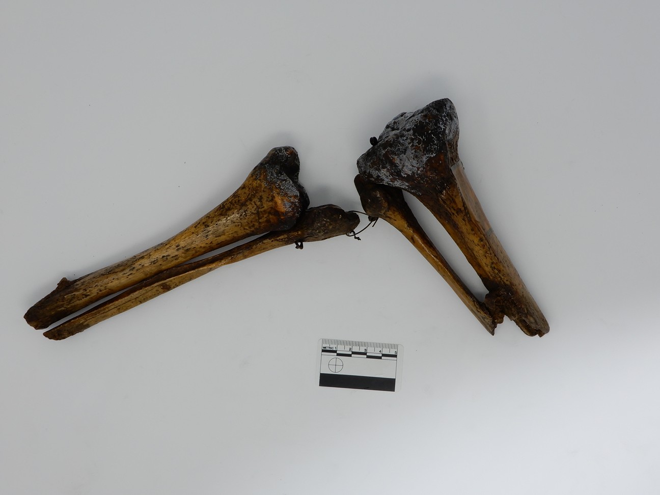 singolo reperto antropologico, reperto osseo (morfologia alterata per patologia) (XIX-XX)