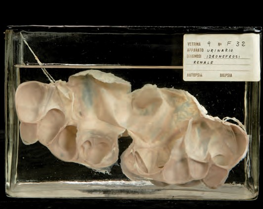 singolo reperto antropologico, preparato anatomico (morfologia alterata per patologia) (XIX-XX)