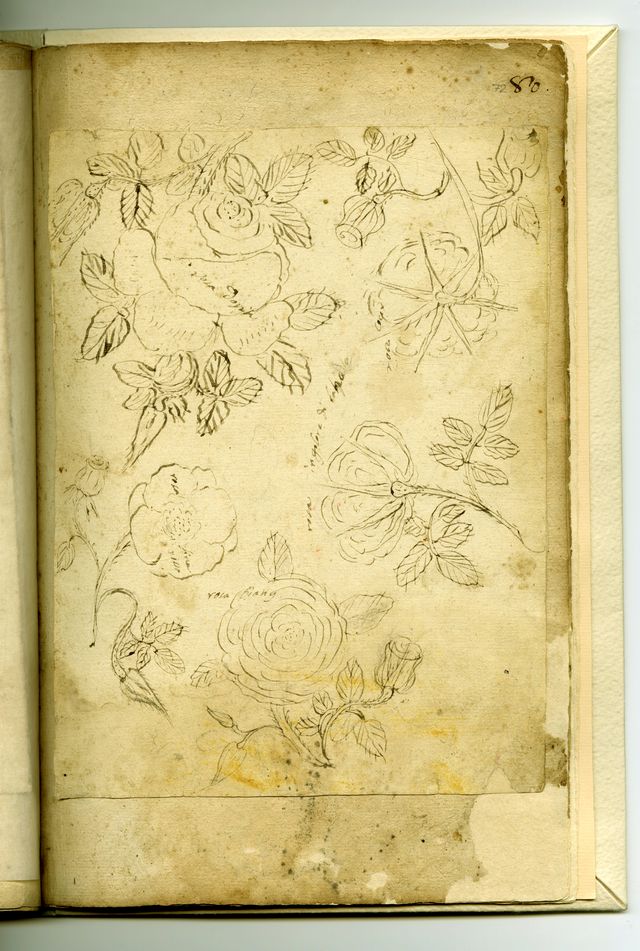 studi di rose (taccuino di disegni, elemento d'insieme) - ambito molisano (XVIII)