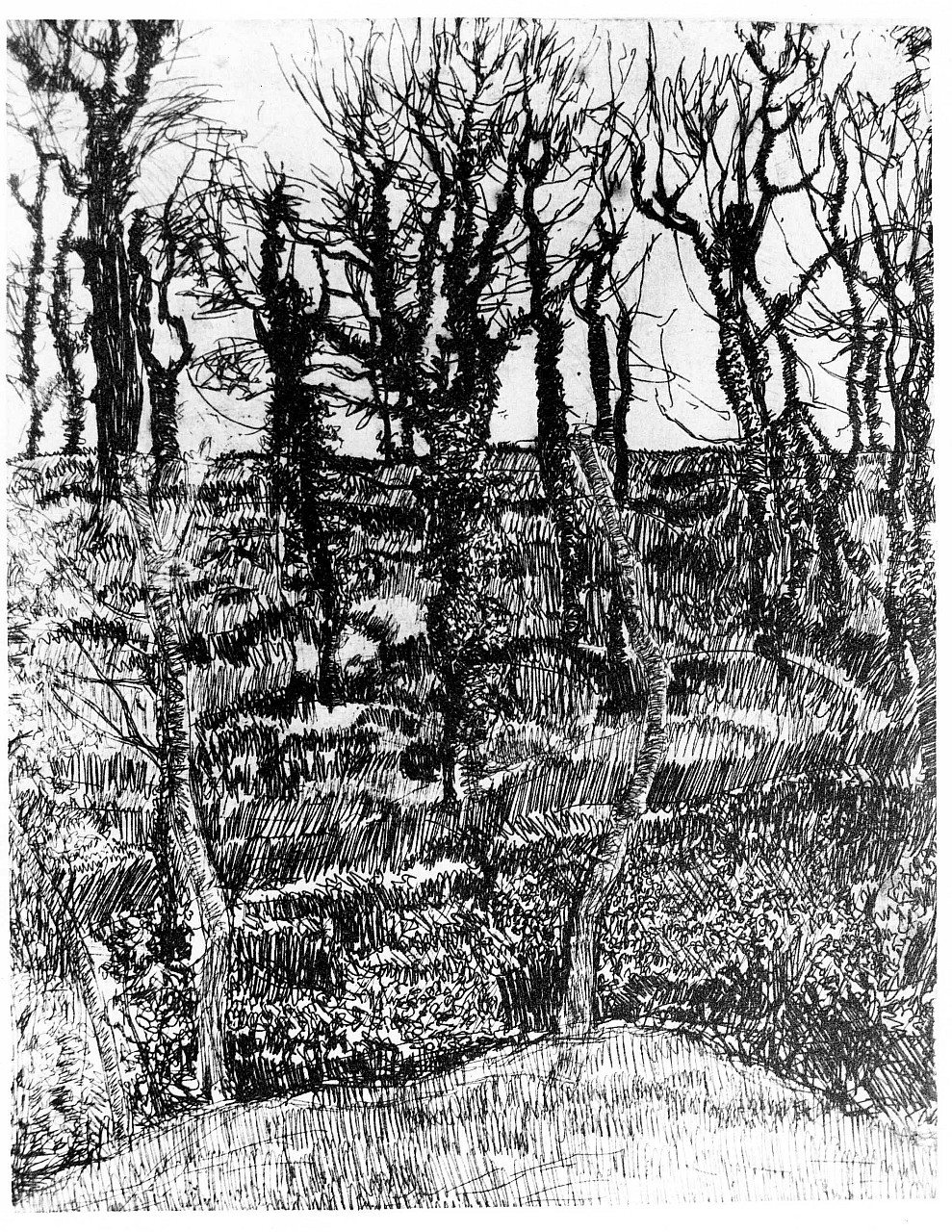 paesaggio con alberi (stampa) di Bartolini Luigi (sec. XX)
