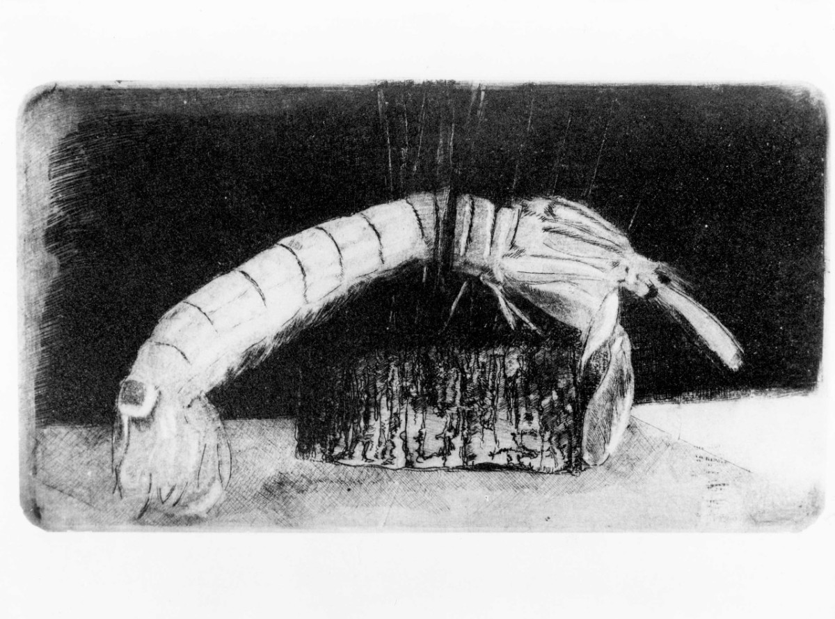 L'aragosta, animali (stampa) di Bartolini Luigi (sec. XX)