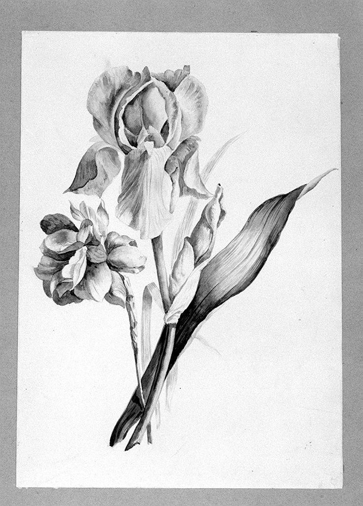 fiori (disegno) di Spadafora S (sec. XIX)