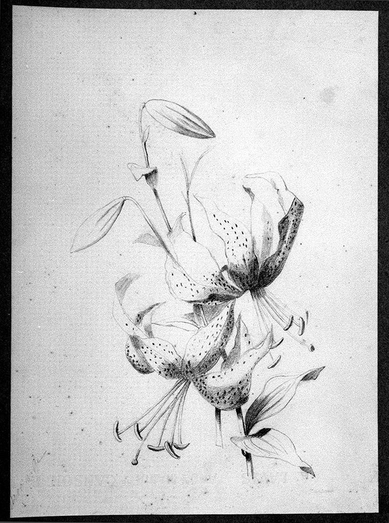 fiori (disegno, serie) di Ricciardi Maria (sec. XIX)
