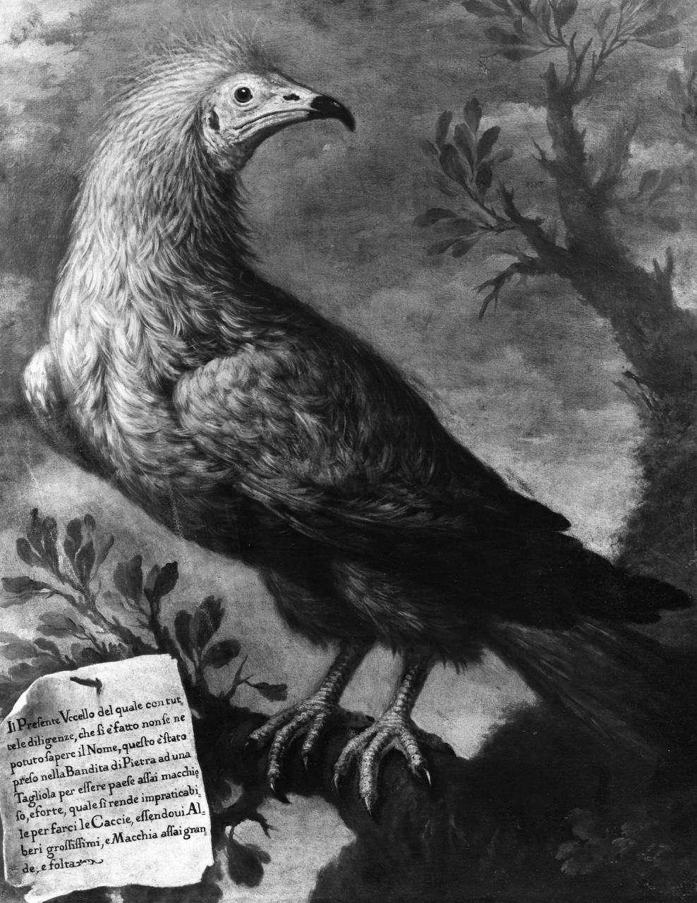 uccello di penna bigia riccia (dipinto) di Bimbi Bartolomeo (attribuito) (primo quarto sec. XVIII)