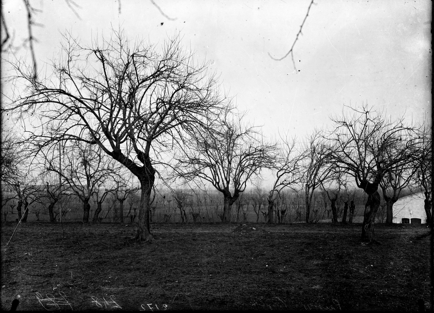 Agricoltura - Piante (negativo) di Anonimo (XX)