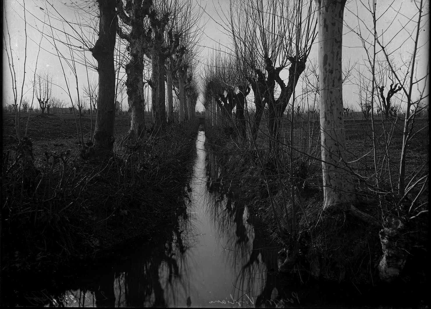 Paesaggio agrario – Terreni agrari - Coltivazione – Alberi - Gelsi (negativo) di Anonimo (XX)