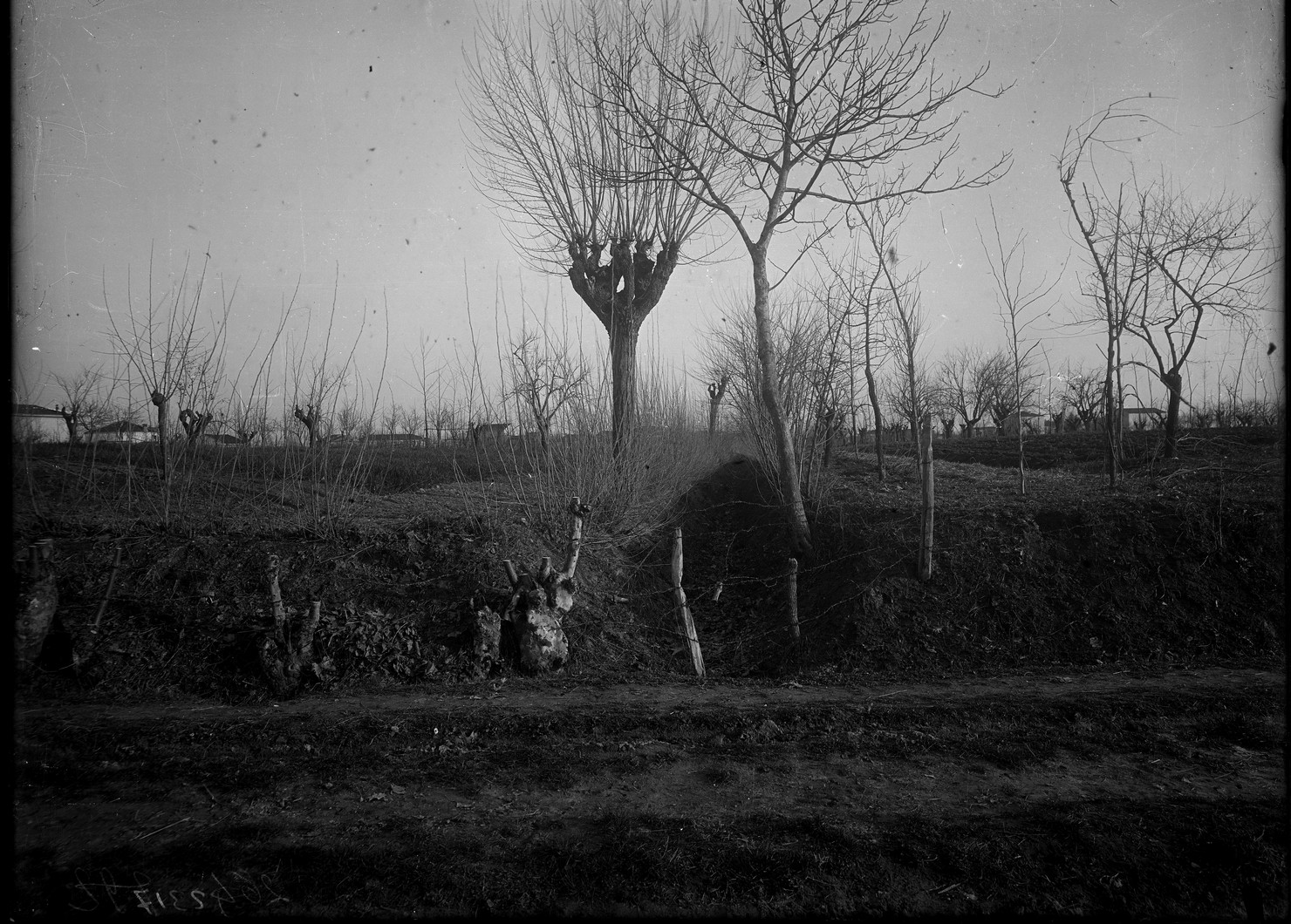 Paesaggio agrario – Terreni agrari - Coltivazione – Campi - Alberi (negativo) di Anonimo (XX)