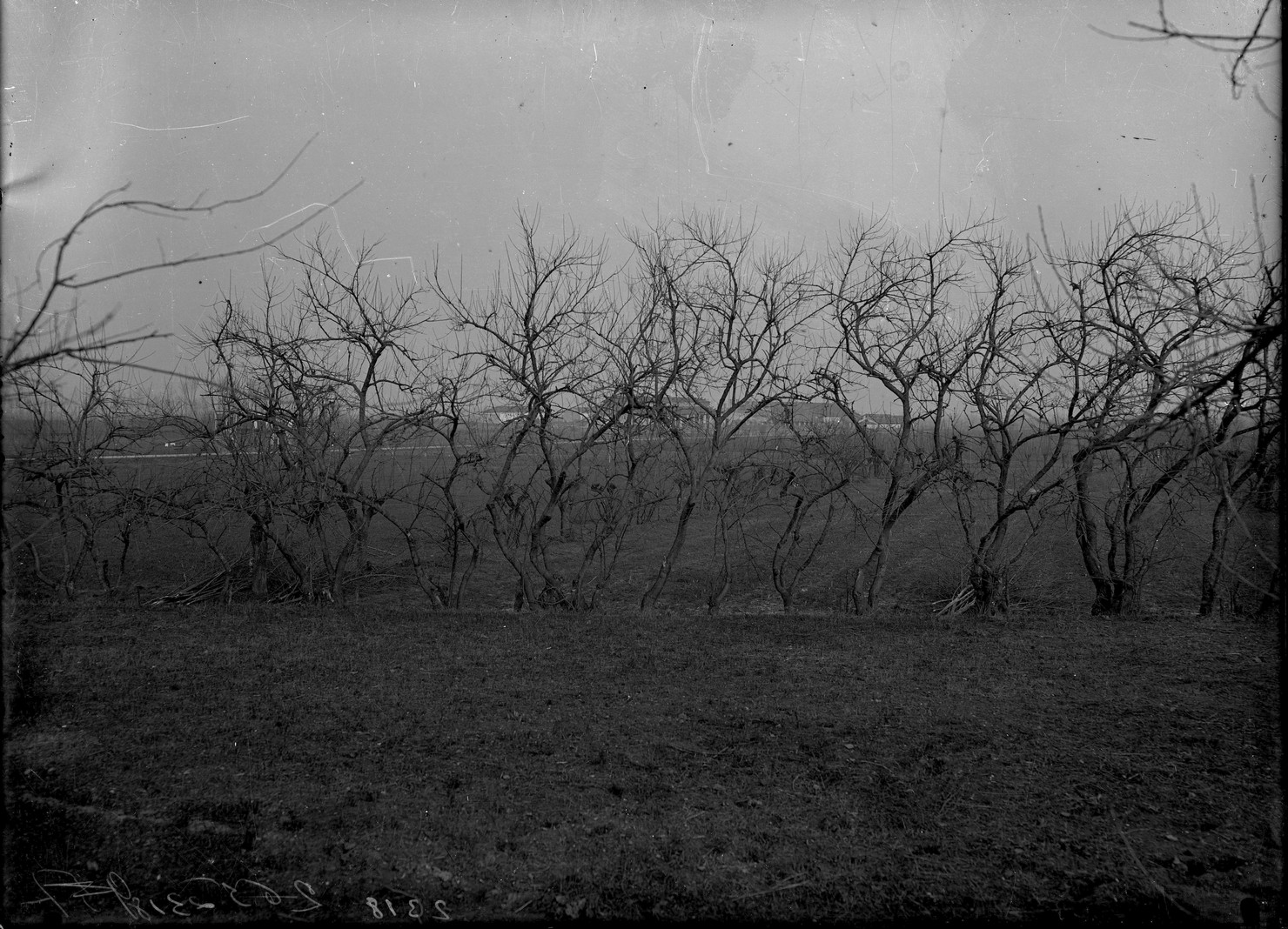 Filari - Alberi (negativo) di Anonimo (XX)