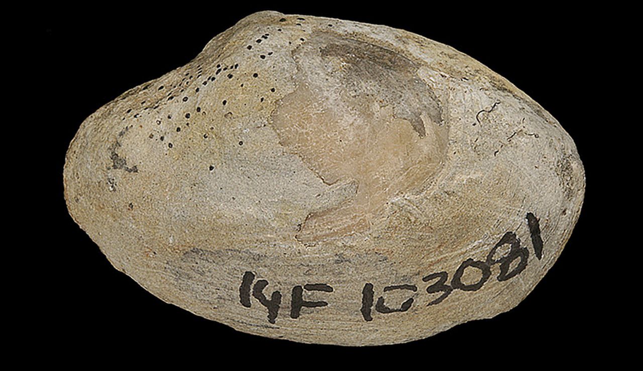 fossile (invertebrato)