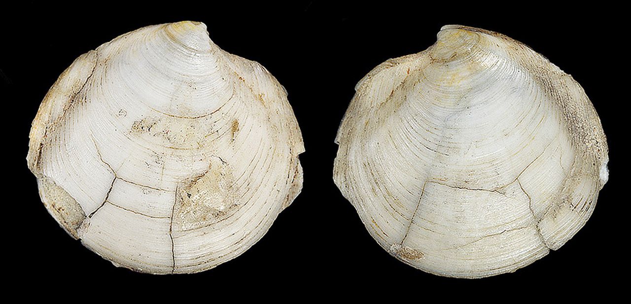 fossile (invertebrato)