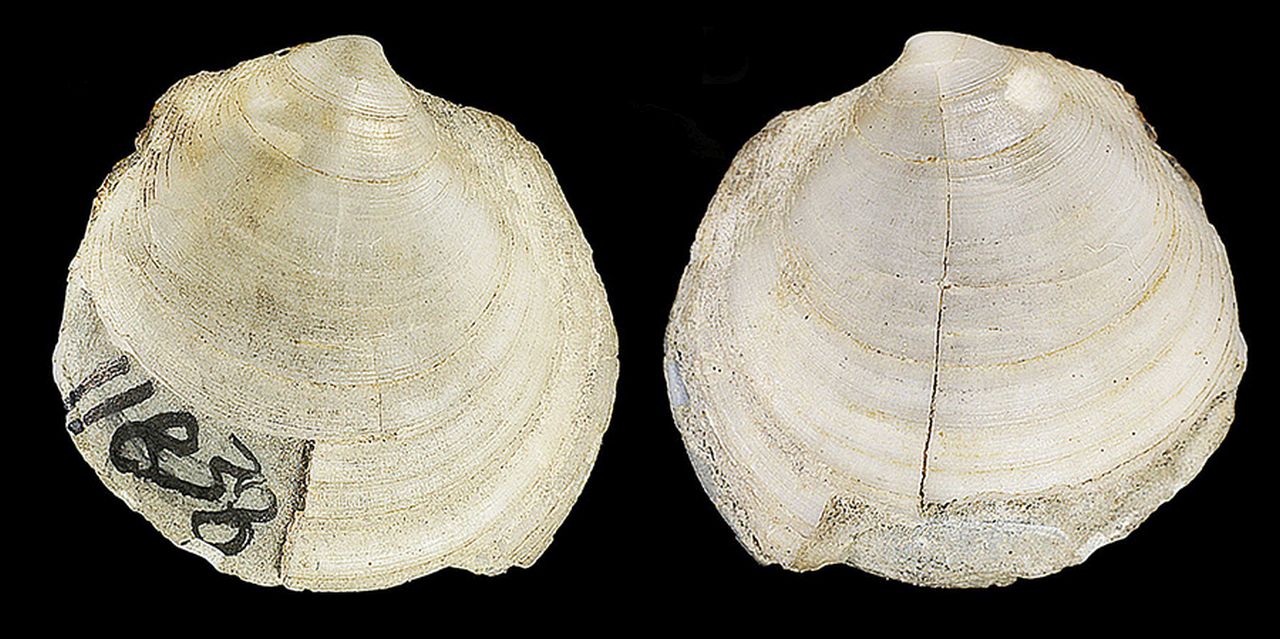 fossile (invertebrato)