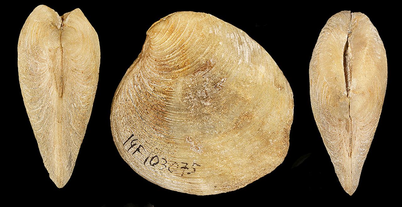 fossile (invertebrato)