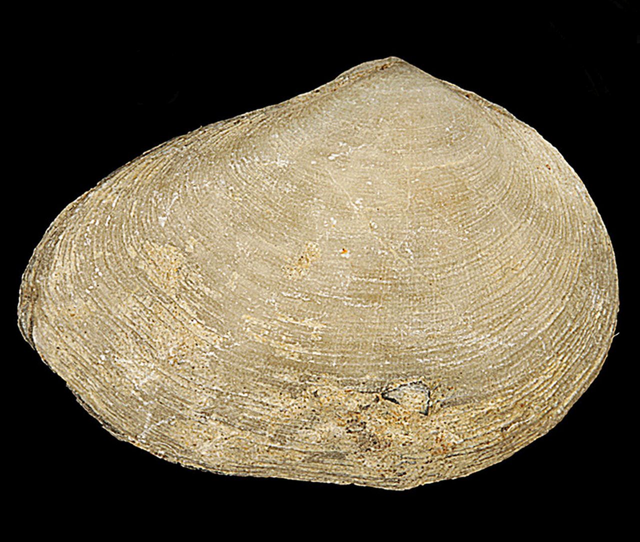 fossile (invertebrato)