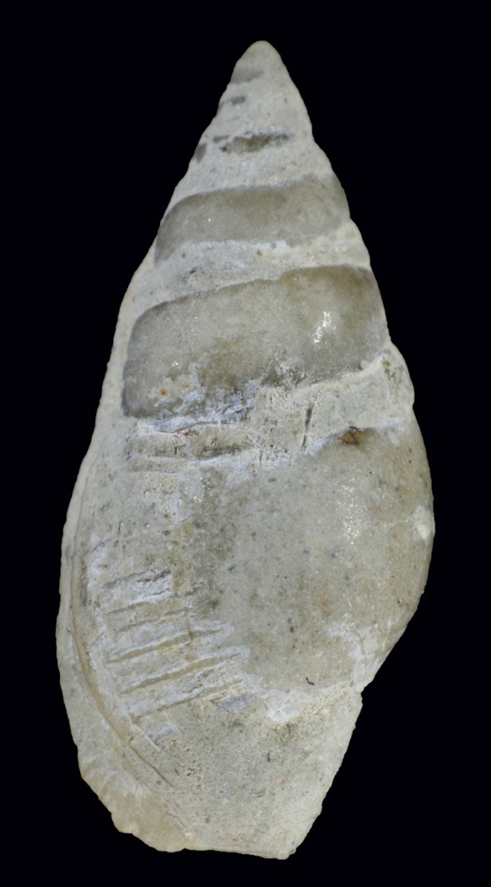 fossile (invertebrato)