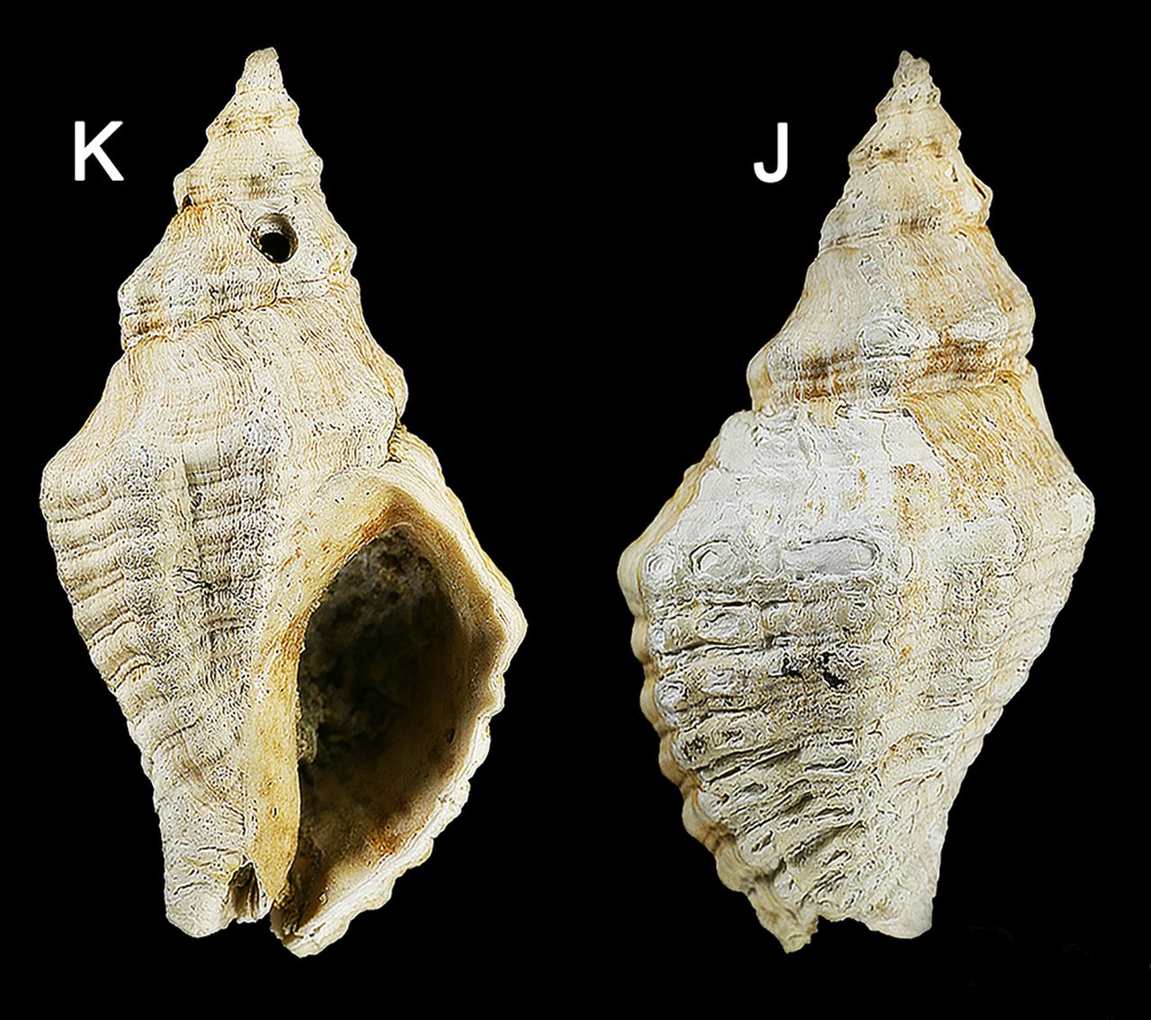 fossile (invertebrato)