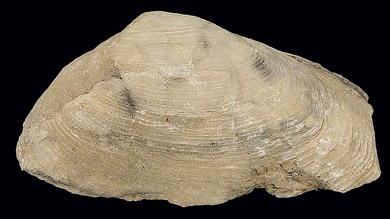 fossile (invertebrato)