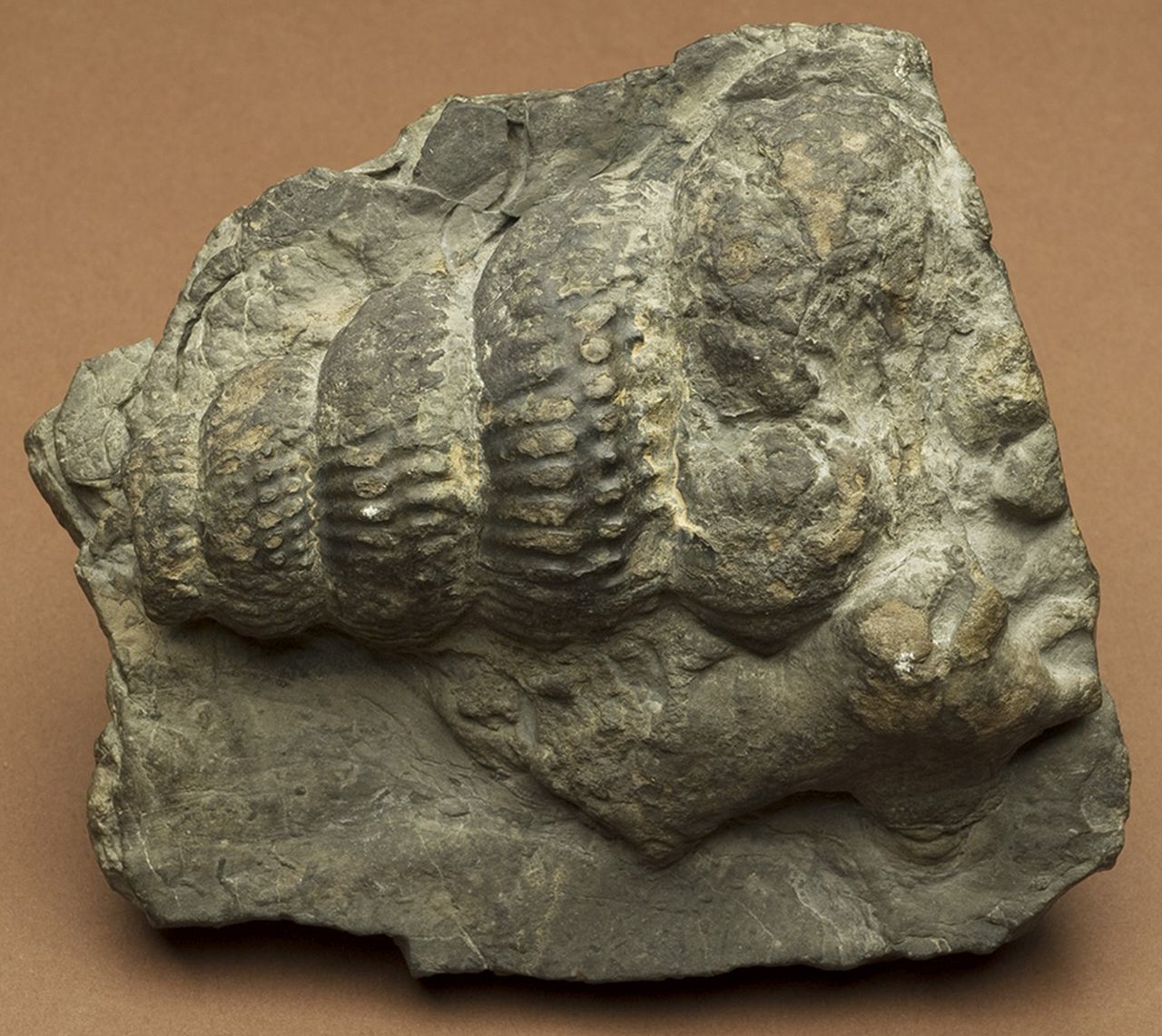 fossile (invertebrato)