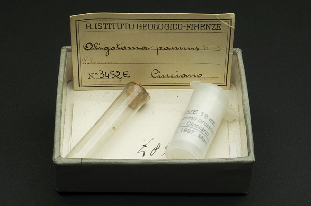 fossile (invertebrato)