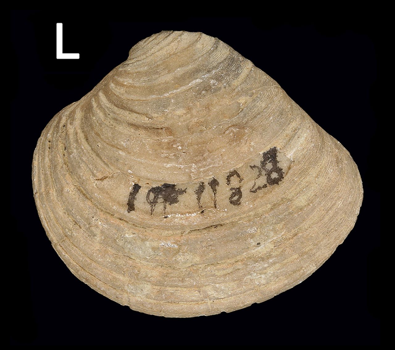 fossile (invertebrato)