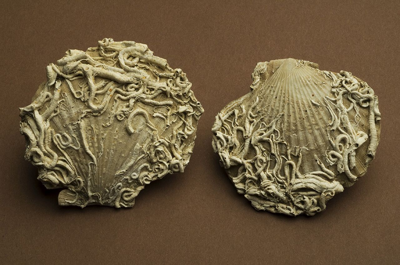 fossile (invertebrato)