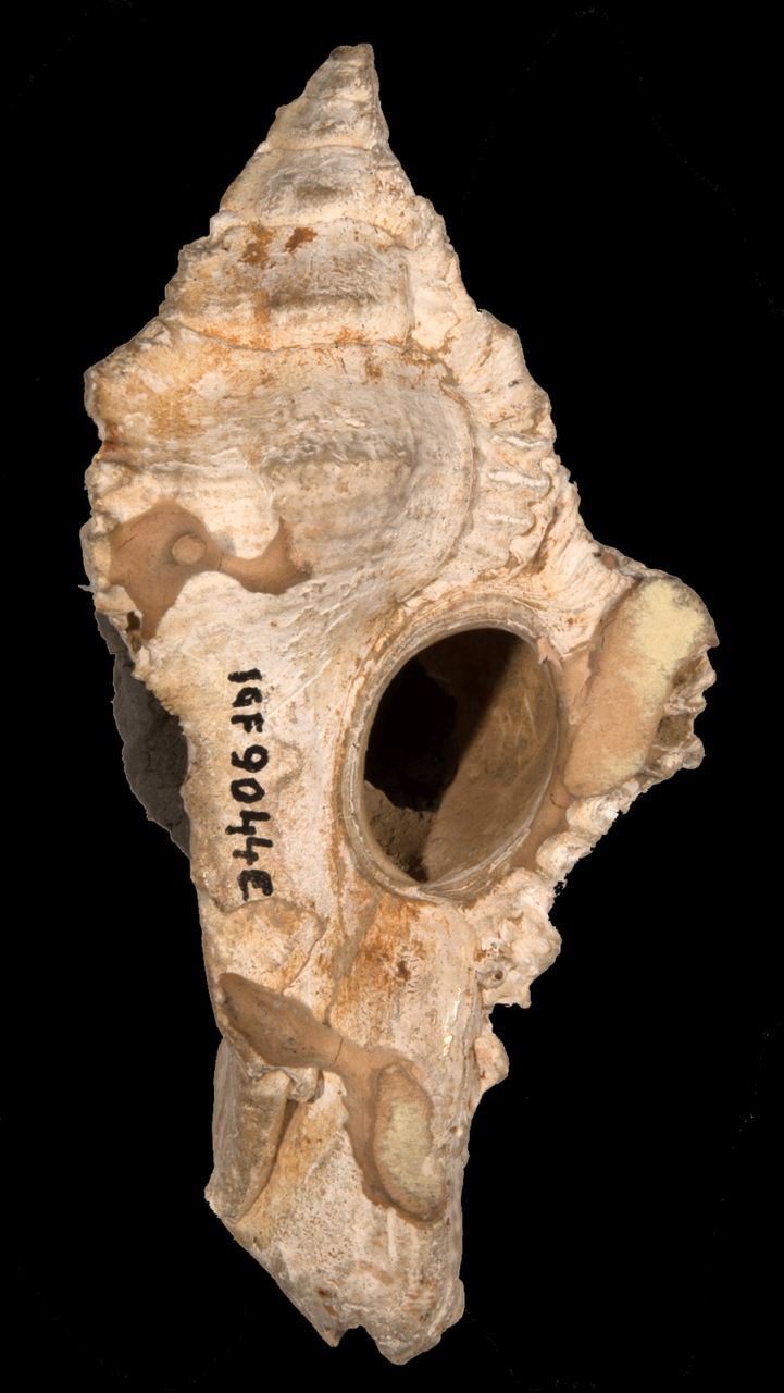 fossile (invertebrato)