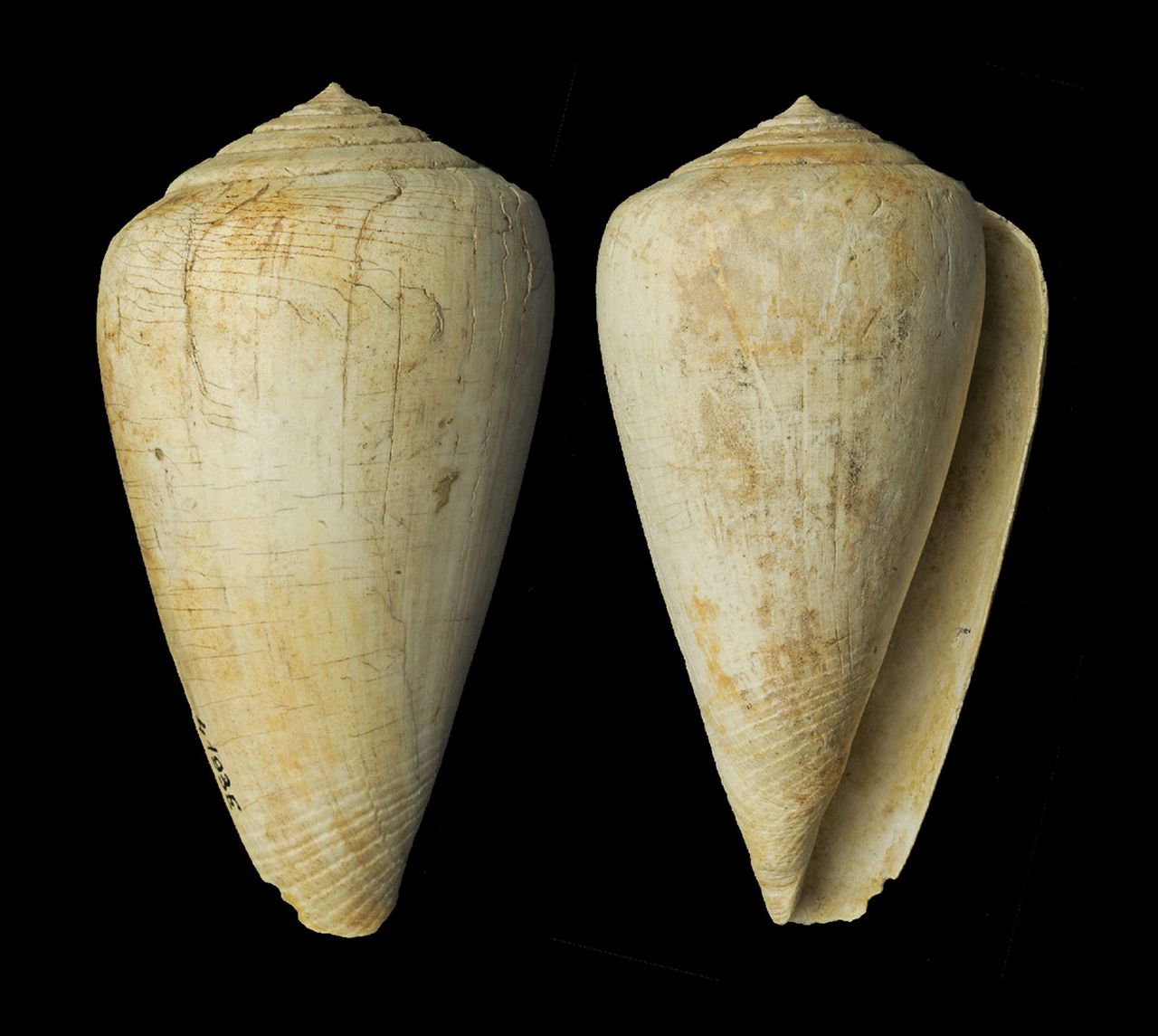 fossile (invertebrato)