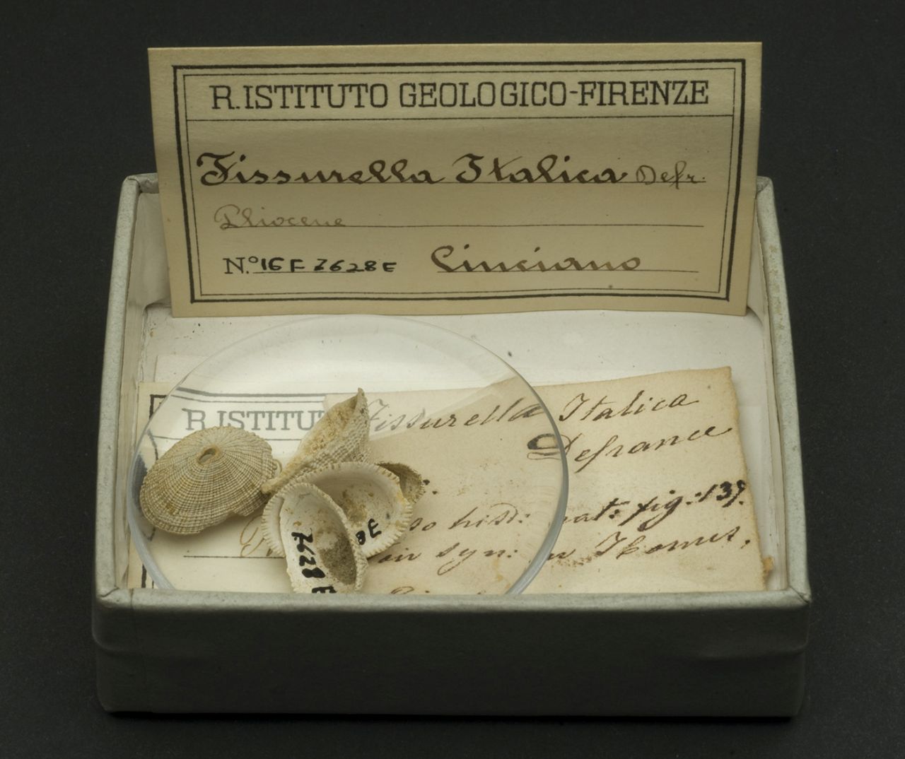 fossile (invertebrato)