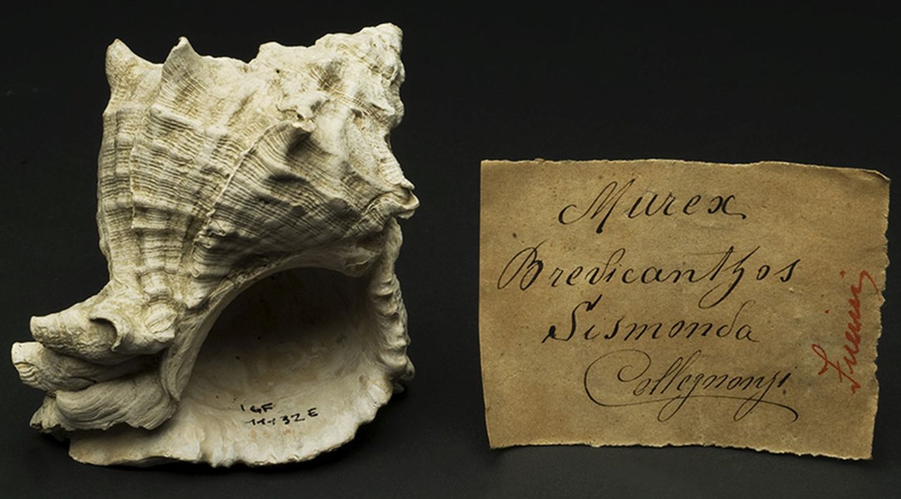 fossile (invertebrato)