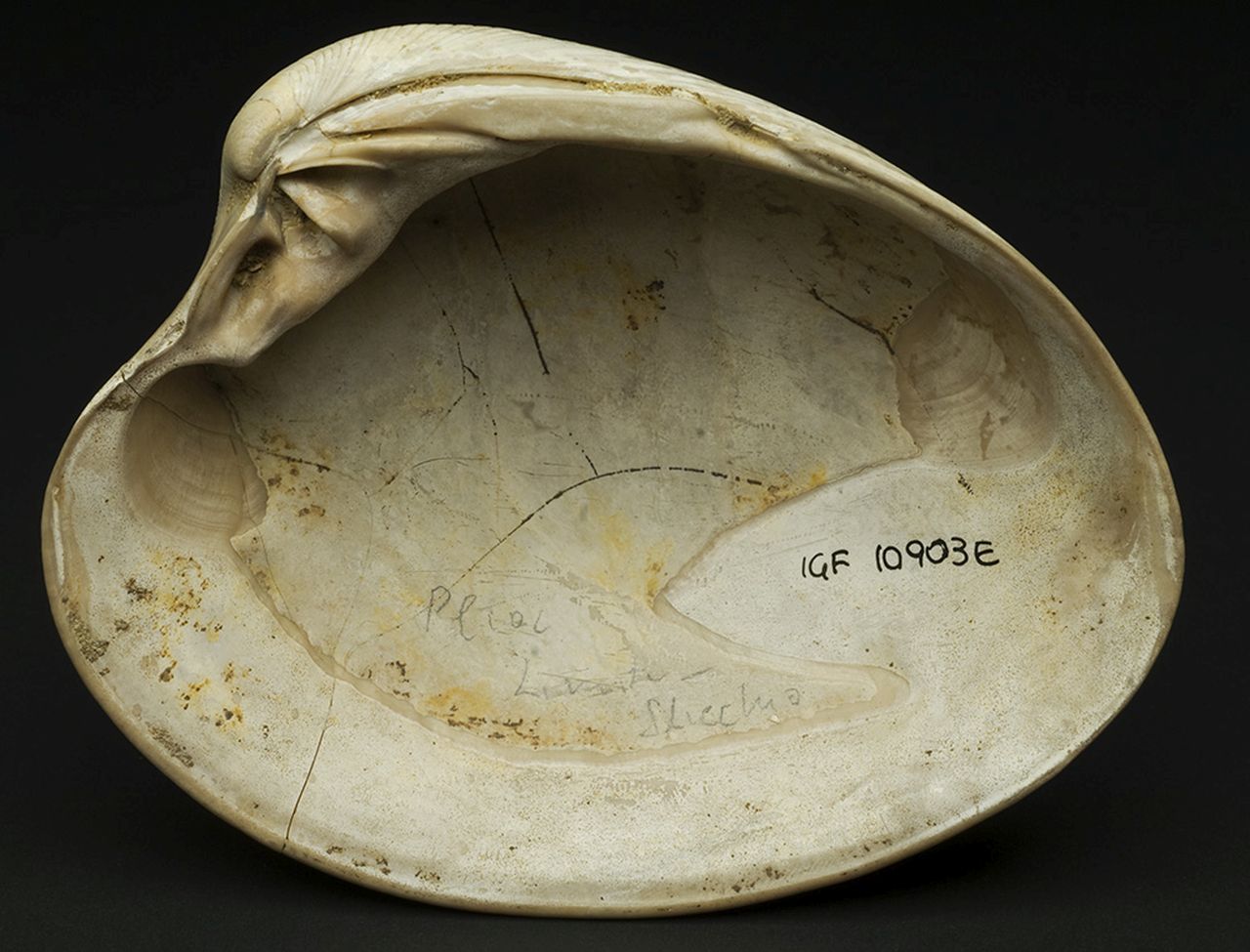 fossile (invertebrato)