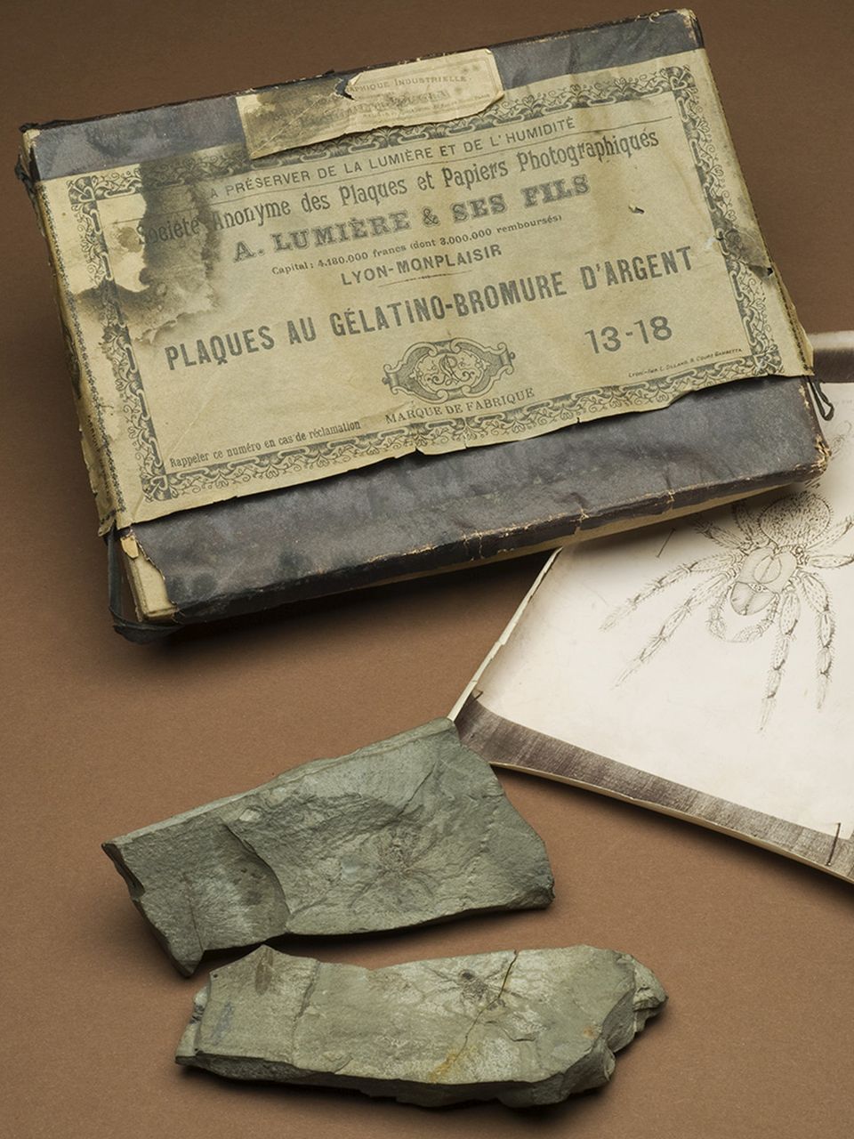 fossile (invertebrato)