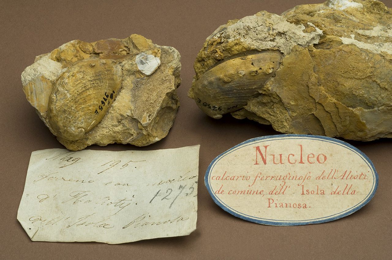 fossile (invertebrato)