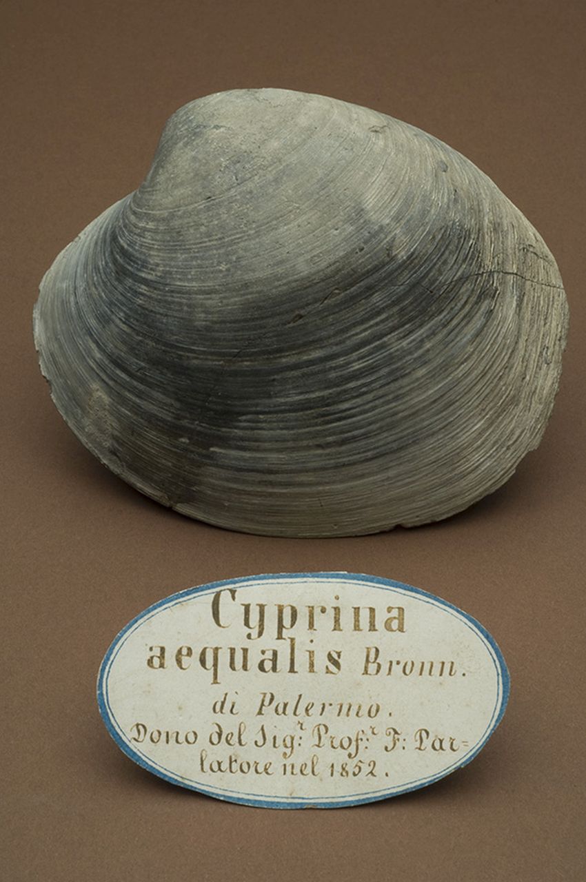 fossile (invertebrato)