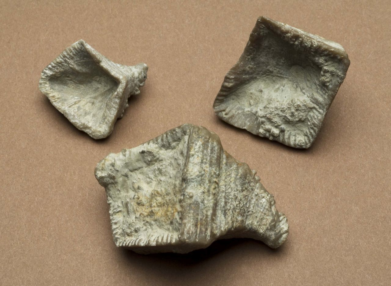 fossile (invertebrato)