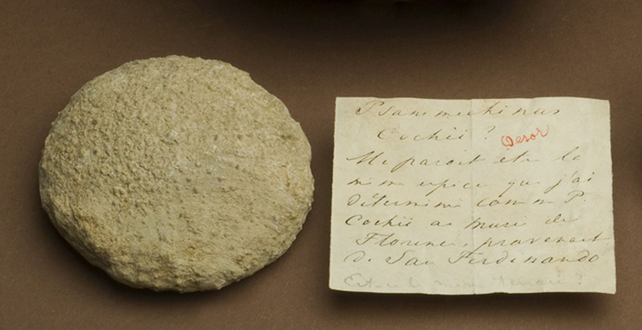 fossile (invertebrato)