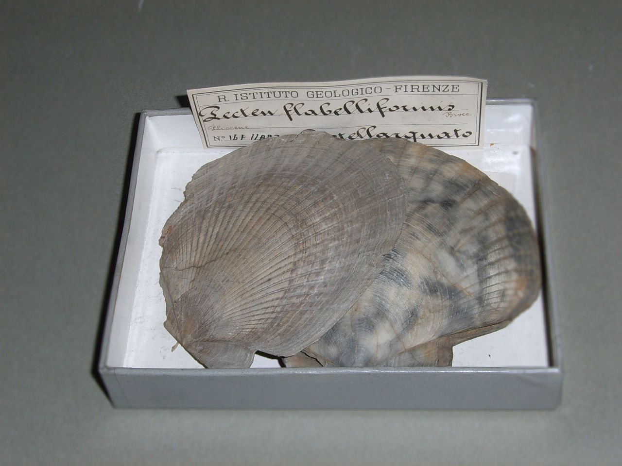 fossile (invertebrato)