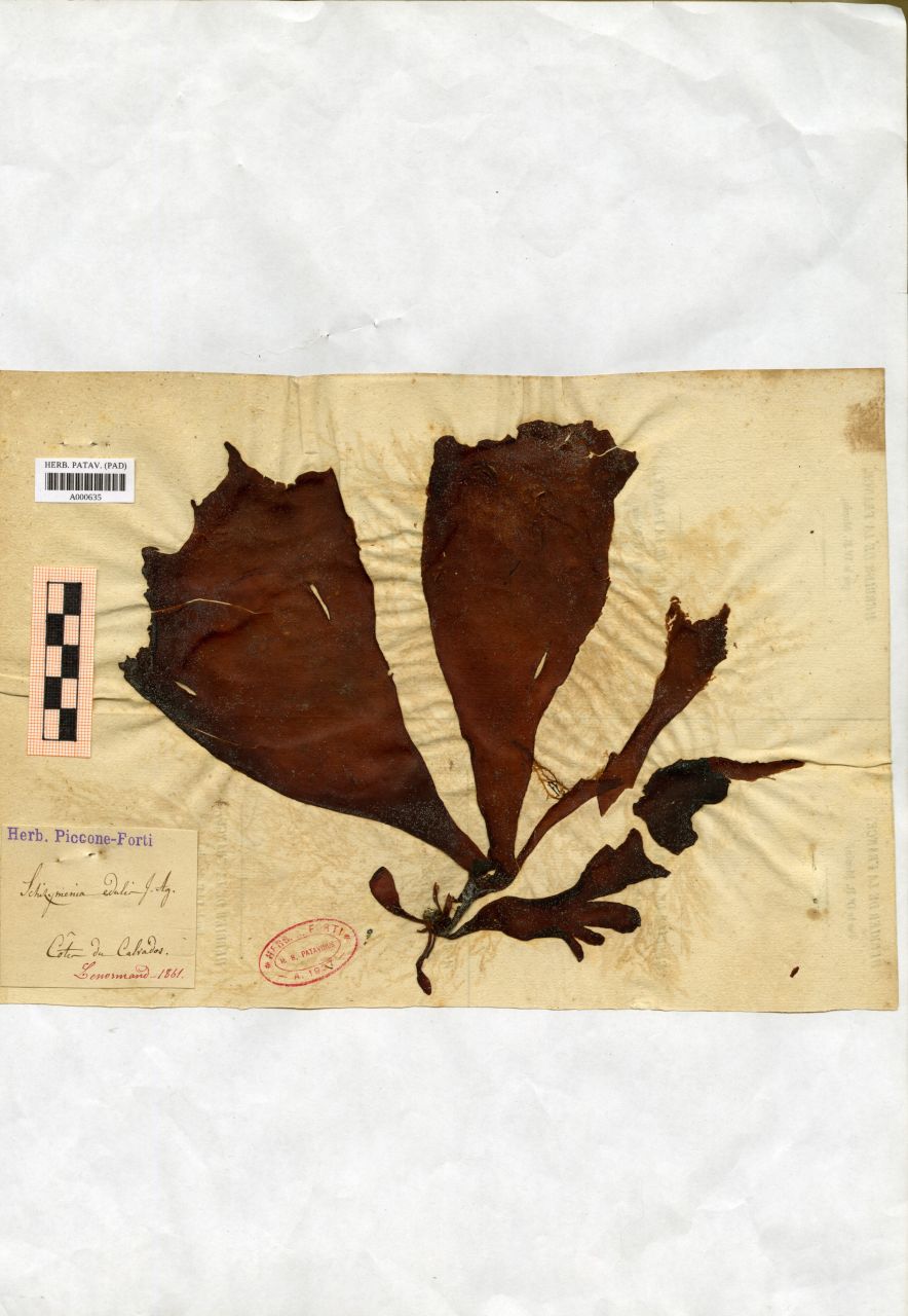 Schizymenia edulis J. Ag - erbario, Collezione Achille Forti, Collezione Achille Forti (1861)
