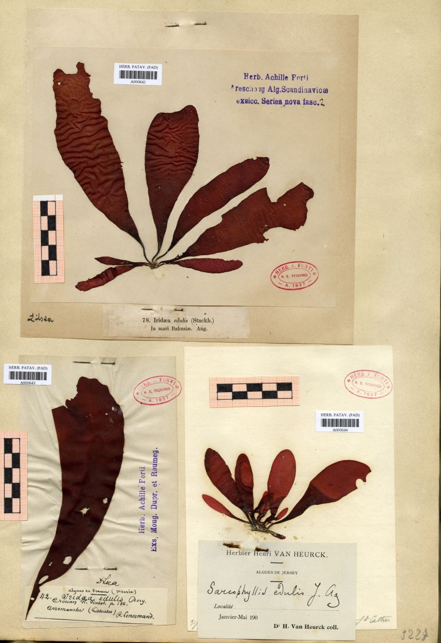Iridaea edulis Bory - erbario, Collezione Achille Forti, Collezione Achille Forti