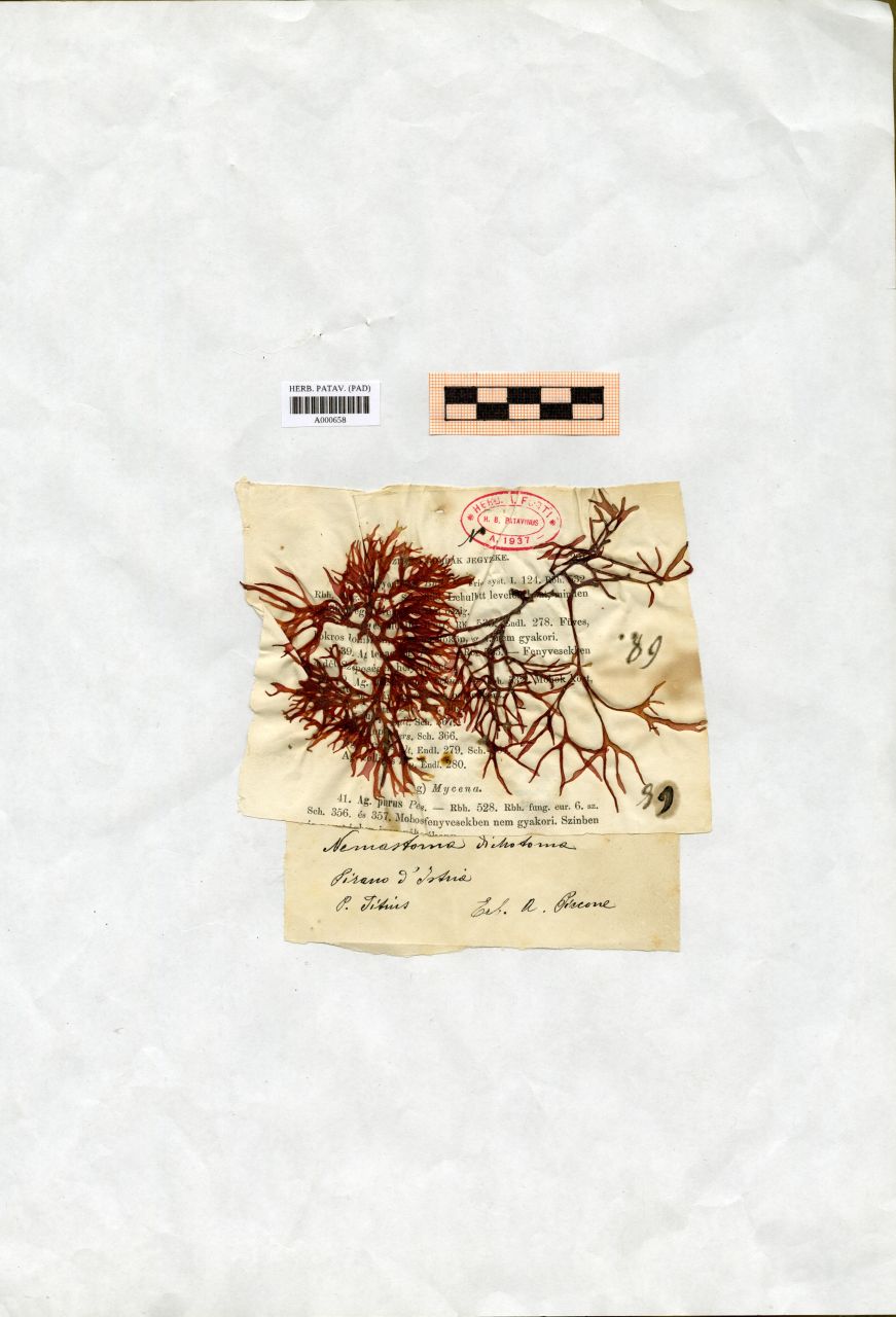 Nemastoma dichotoma J.Agardh - erbario, Collezione Achille Forti, Collezione Achille Forti