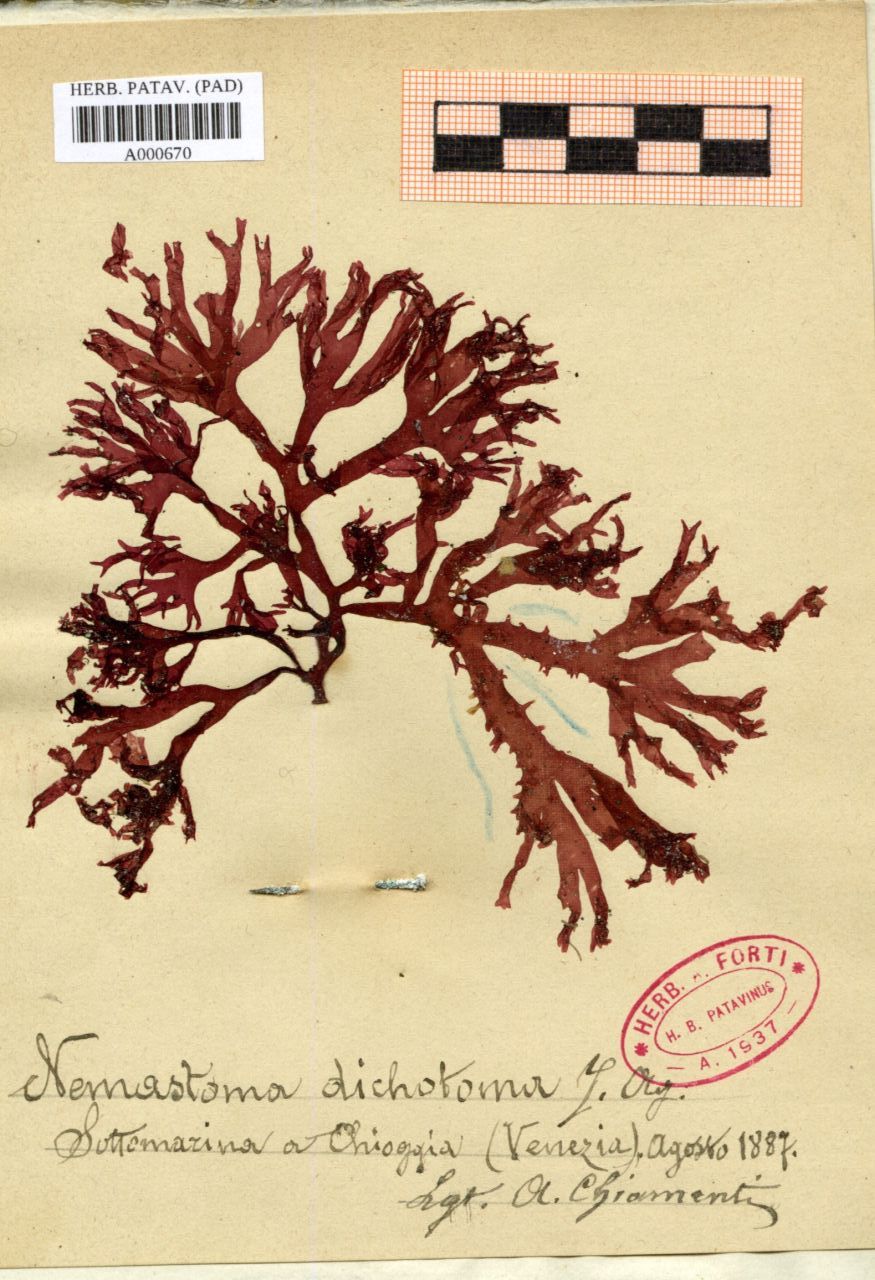 Nemastoma dichotoma J. Ag - erbario, Collezione Achille Forti, Collezione Achille Forti (1887/08)