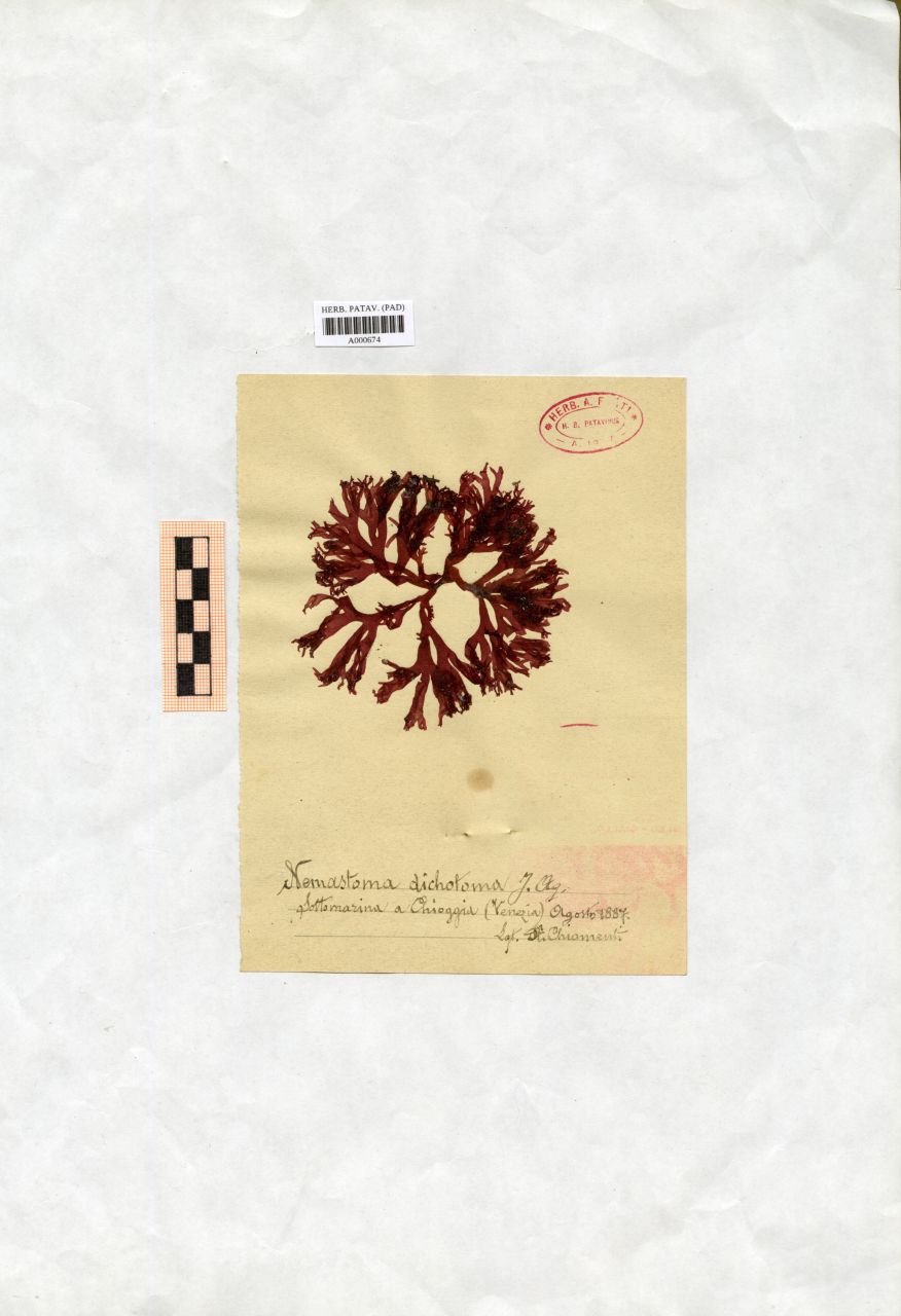 Nemastoma dichotoma J. Ag - erbario, Collezione Achille Forti, Collezione Achille Forti (1887/08)