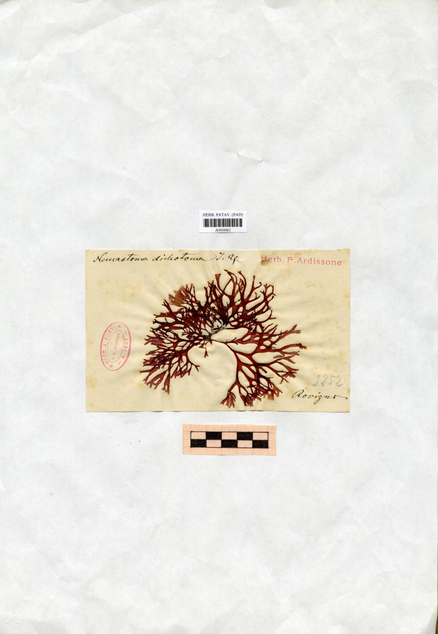 Nemastoma dichotoma J. Ag - erbario, Collezione Achille Forti, Collezione Achille Forti