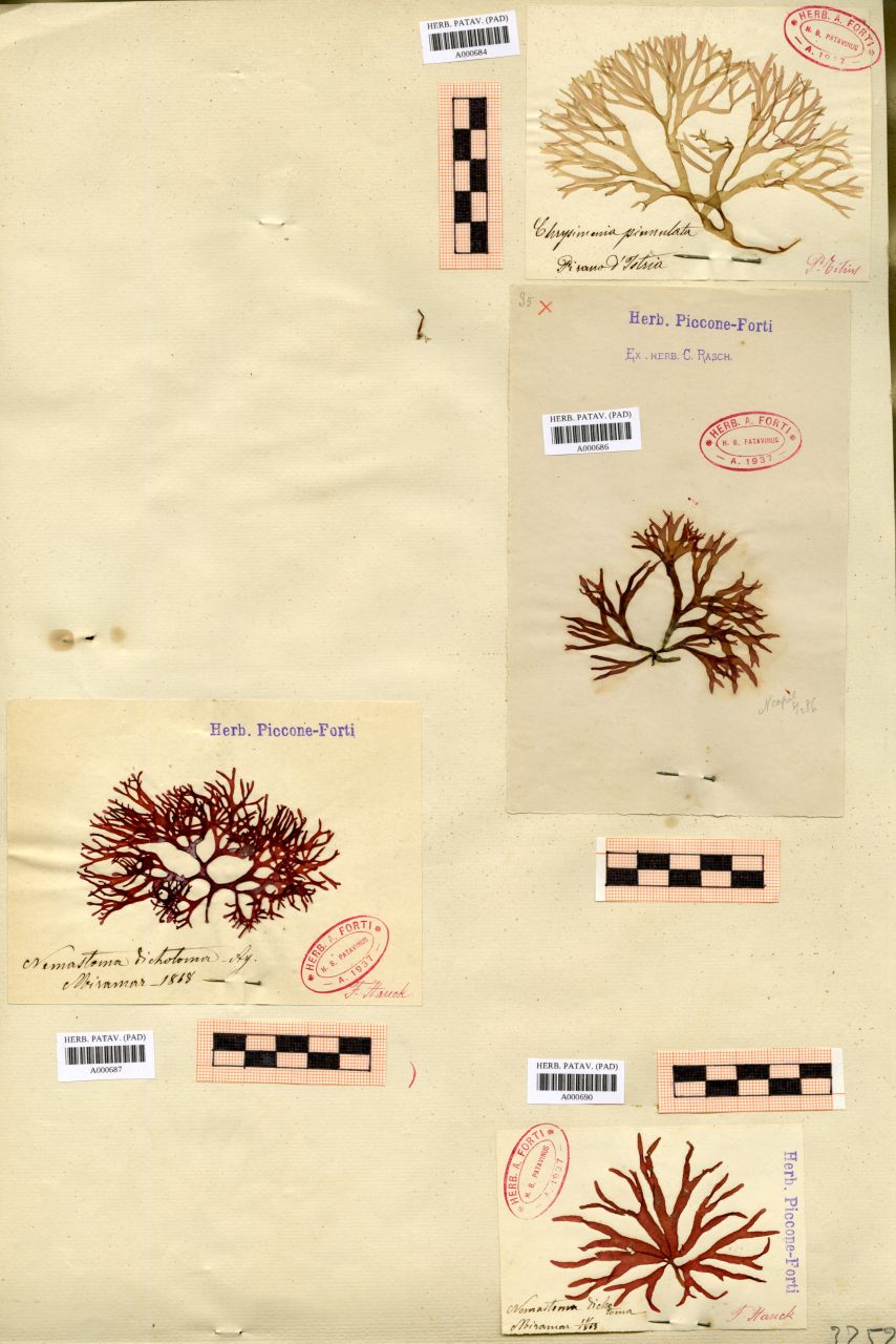 Nemastoma dichotoma Ag - erbario, Collezione Achille Forti, Collezione Achille Forti (1868)