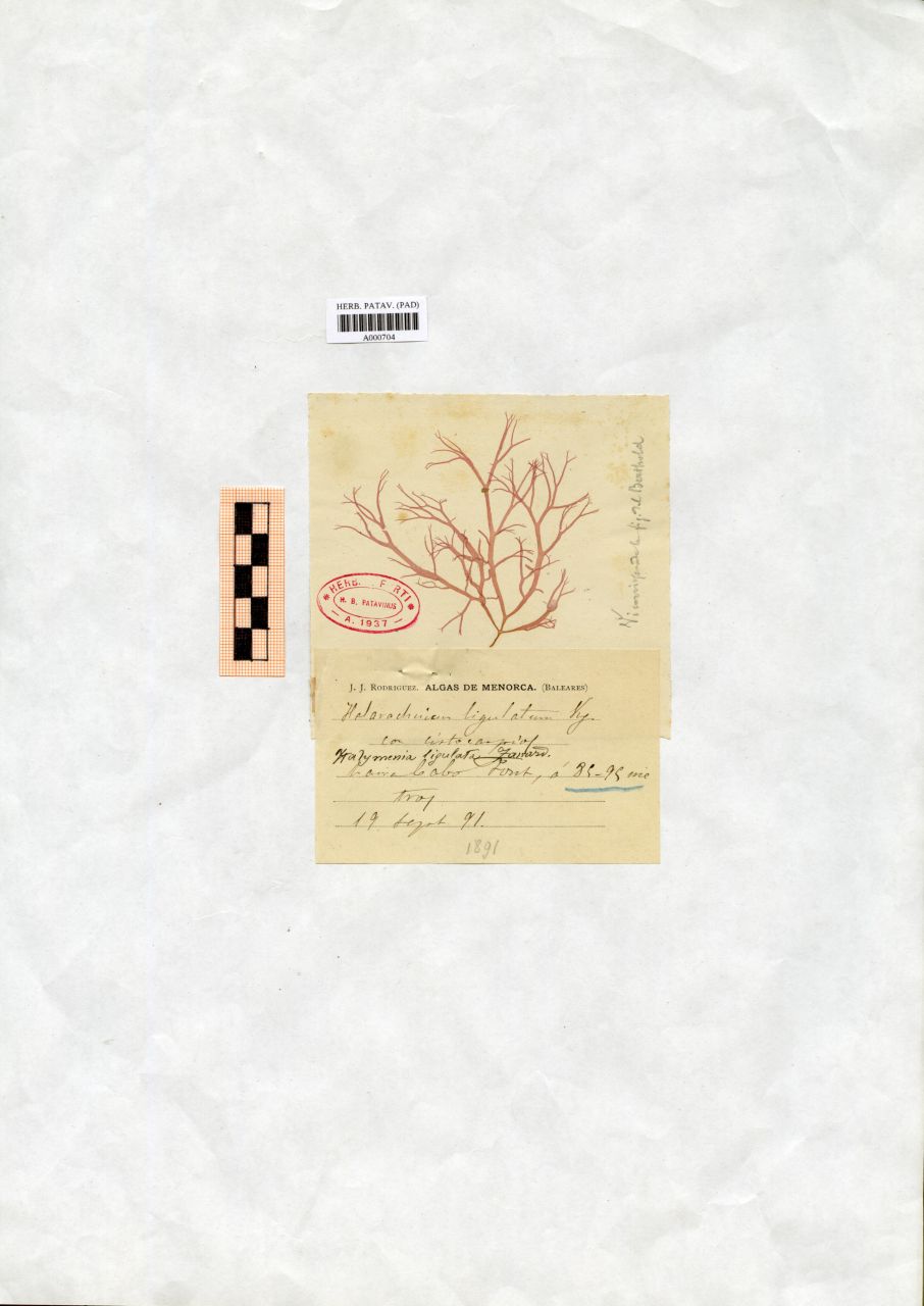 Halarachnion ligulatum Kg - erbario, Collezione Achille Forti, Collezione Achille Forti (1891/09/19)