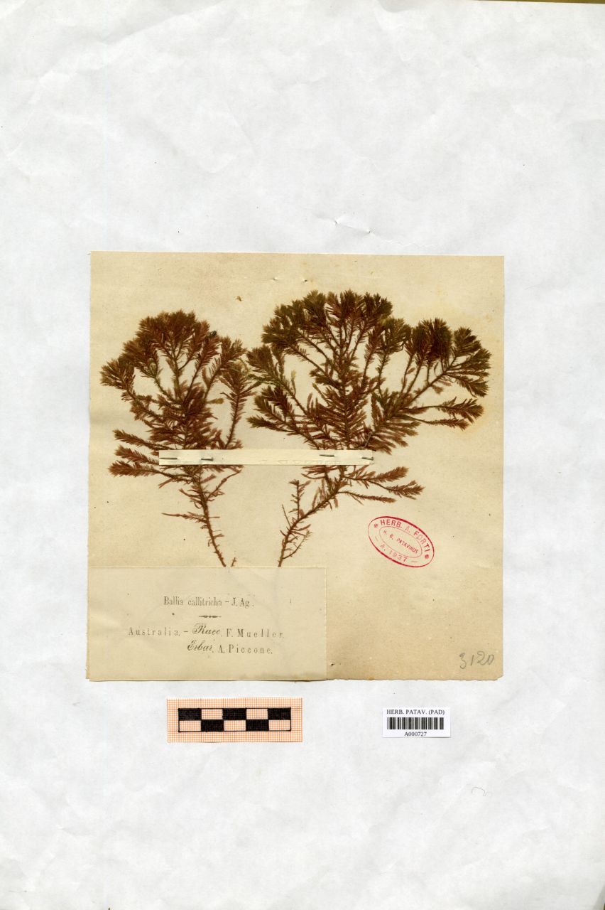 Ballia callitricha J. Ag - erbario, Collezione Achille Forti, Collezione Achille Forti