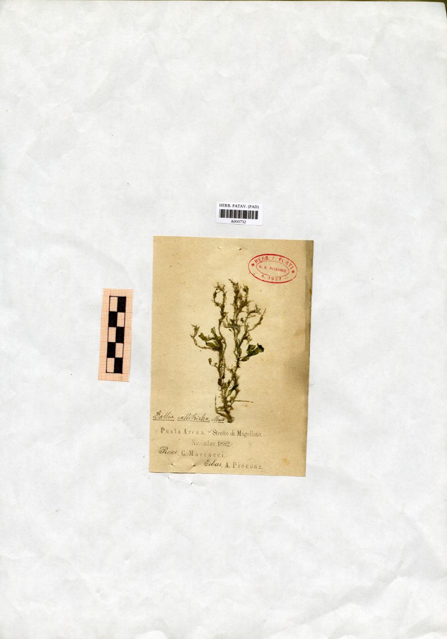 Ballia callitricha Mont - erbario, Collezione Achille Forti, Collezione Achille Forti (1882/11)