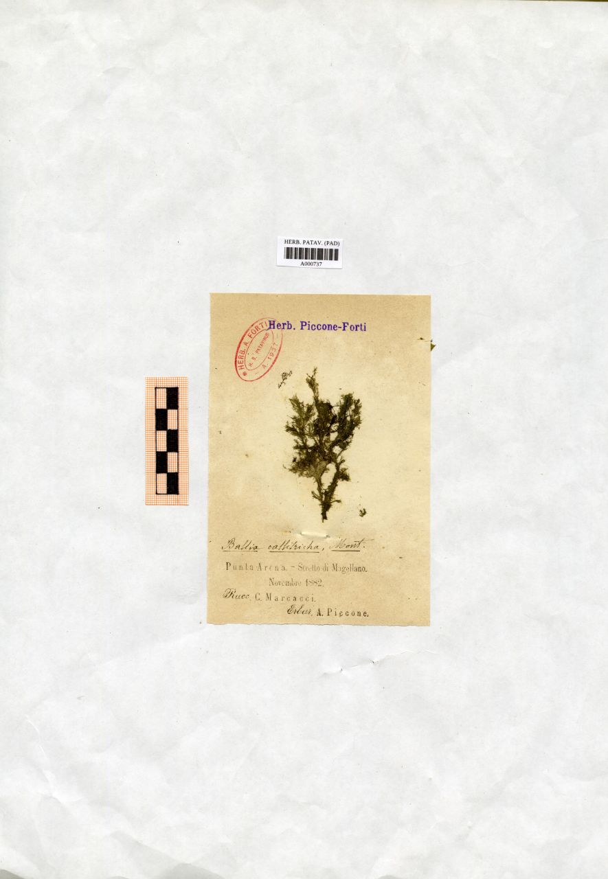 Ballia callitricha Mont - erbario, Collezione Achille Forti, Collezione Achille Forti (1882/11)