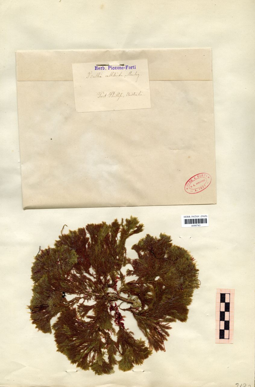 Ballia callitricha Montag - erbario, Collezione Achille Forti, Collezione Achille Forti
